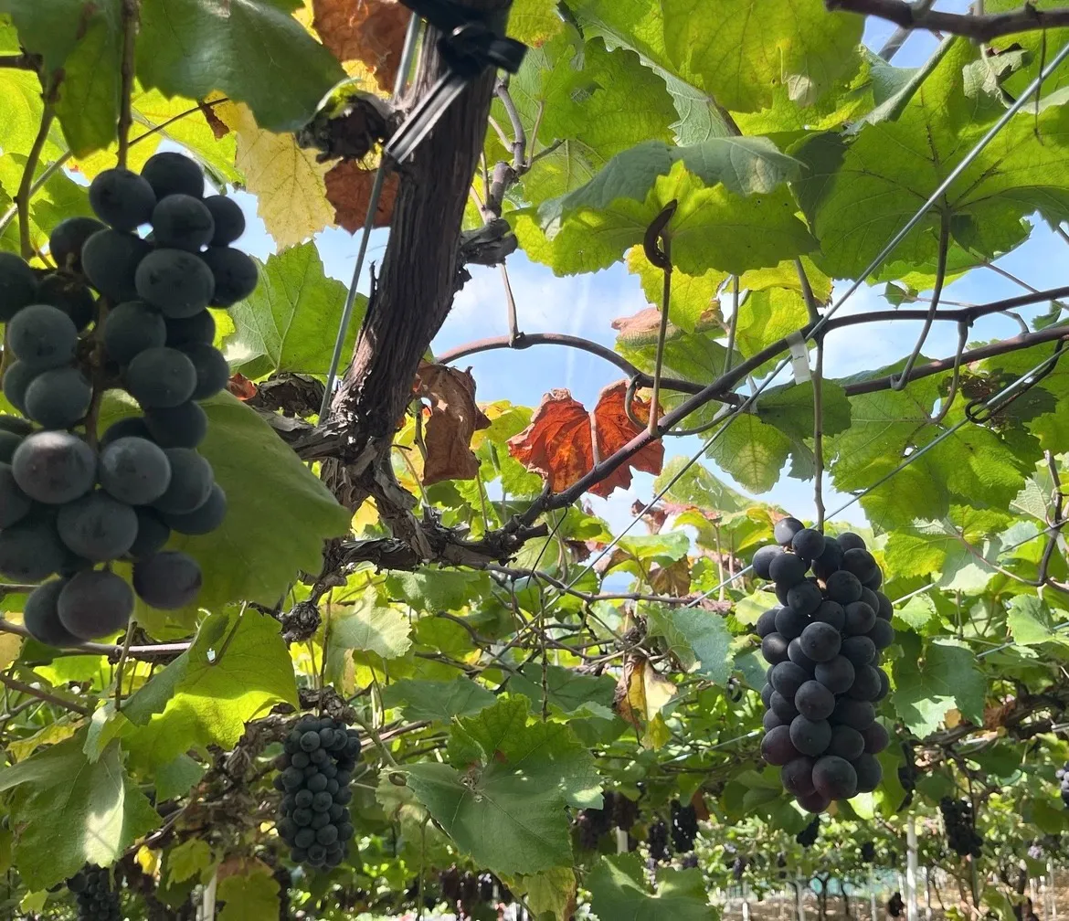 リフレッシュタイム🍇