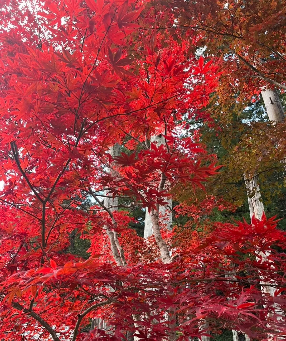 紅葉🍂